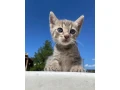 darujeme-macicky-small-3