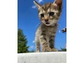 darujeme-macicky-small-0