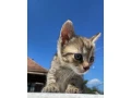 darujeme-macicky-small-1