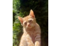 maciatka-small-0