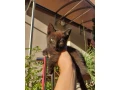 maciatka-small-3