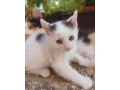 maciatka-small-1