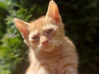 maciatka