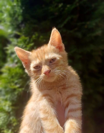 maciatka-big-0