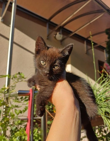 maciatka-big-3