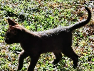 maciatka