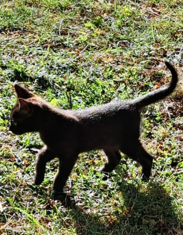 maciatka-big-0