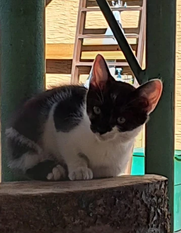 maciatka-big-1