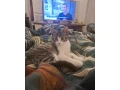 hladame-domov-maciatku-small-0