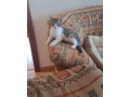 hladame-domov-maciatku-small-4