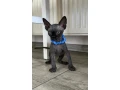 sphynx-small-0