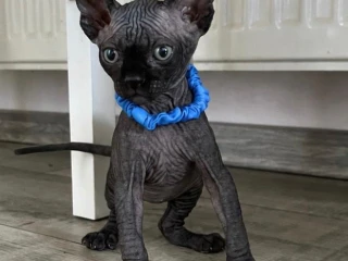 sphynx
