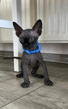 sphynx-big-0