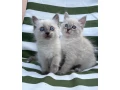 ragdoll-small-0