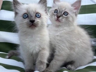 ragdoll