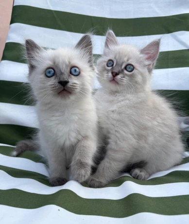 ragdoll-big-0