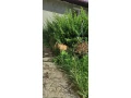 darujem-kocurika-small-1
