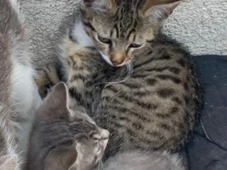 maciatka