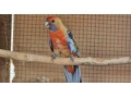 rozela-adelaidska-small-0