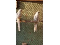 rozela-penant-strieborny-pastel-small-1