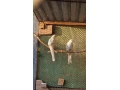 rozela-penant-strieborny-pastel-small-0