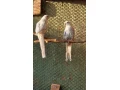 rozela-penant-strieborny-pastel-small-2