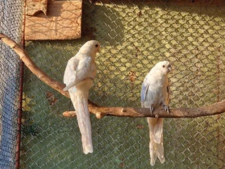 rozela-penant-strieborny-pastel