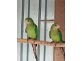 predam-barabandov-small-0