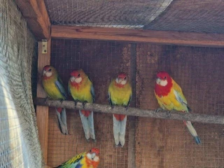 rozela-pestra-golden-gold