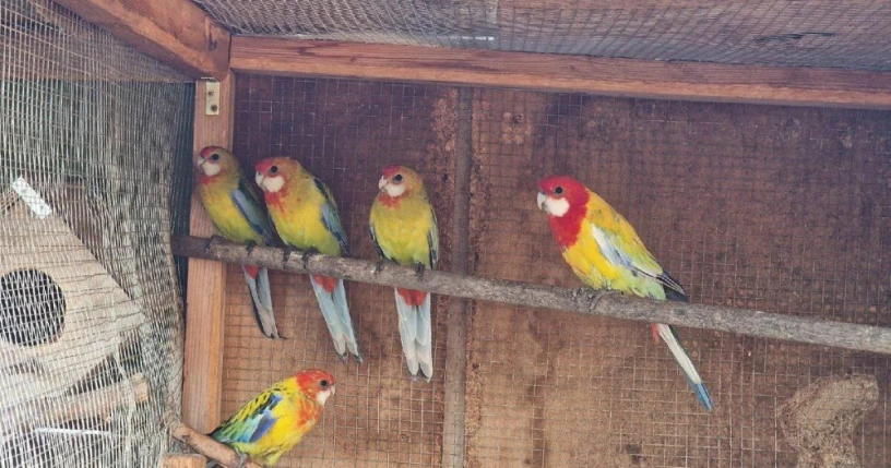 rozela-pestra-golden-gold-big-1