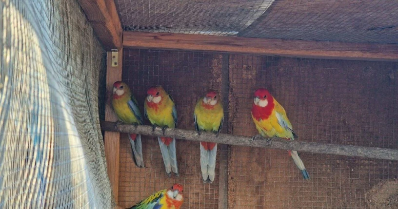 rozela-pestra-golden-gold-big-0