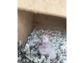 korela-small-0