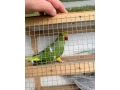 predam-alexander-maly-small-0