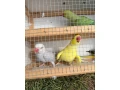 predam-alexander-maly-small-2