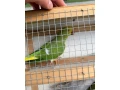 predam-alexander-maly-small-1