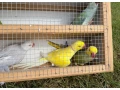 predam-alexander-maly-small-3