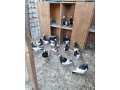 bacsky-letun-small-1