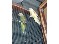 papagaje-spevave-small-0
