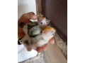 aratinga-slnecna-small-0