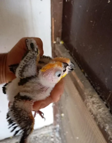 aratinga-slnecna-big-2