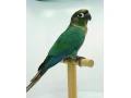 predam-pyrura-zelenolica-small-0