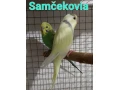predam-andulky-tohtorocne-2026-cena-5eur-za-small-1