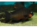 tropheus-mpimbwe-red-cheek-small-3