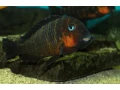 tropheus-mpimbwe-red-cheek-small-1