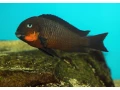 tropheus-mpimbwe-red-cheek-small-0