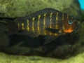 tropheus-mpimbwe-red-cheek-small-2