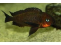 tropheus-mpimbwe-red-cheek-small-4