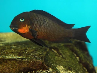 tropheus-mpimbwe-red-cheek