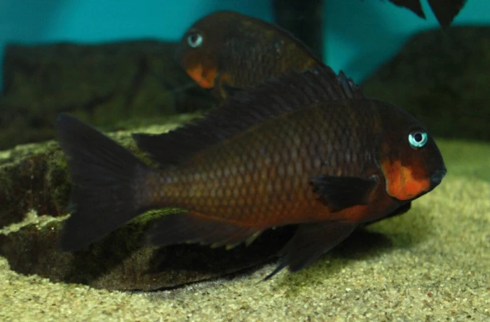 tropheus-mpimbwe-red-cheek-big-3