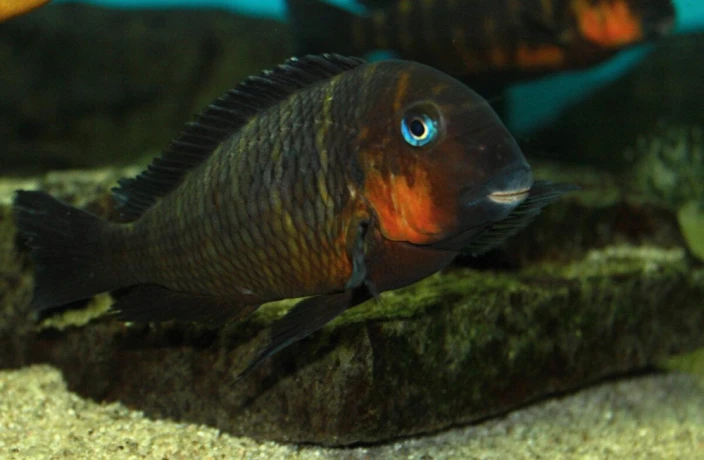 tropheus-mpimbwe-red-cheek-big-1